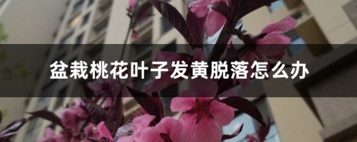 盆栽桃花叶子发黄脱落怎么办，桃花叶子发黄是怎么回事