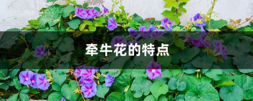 牵牛花的特点